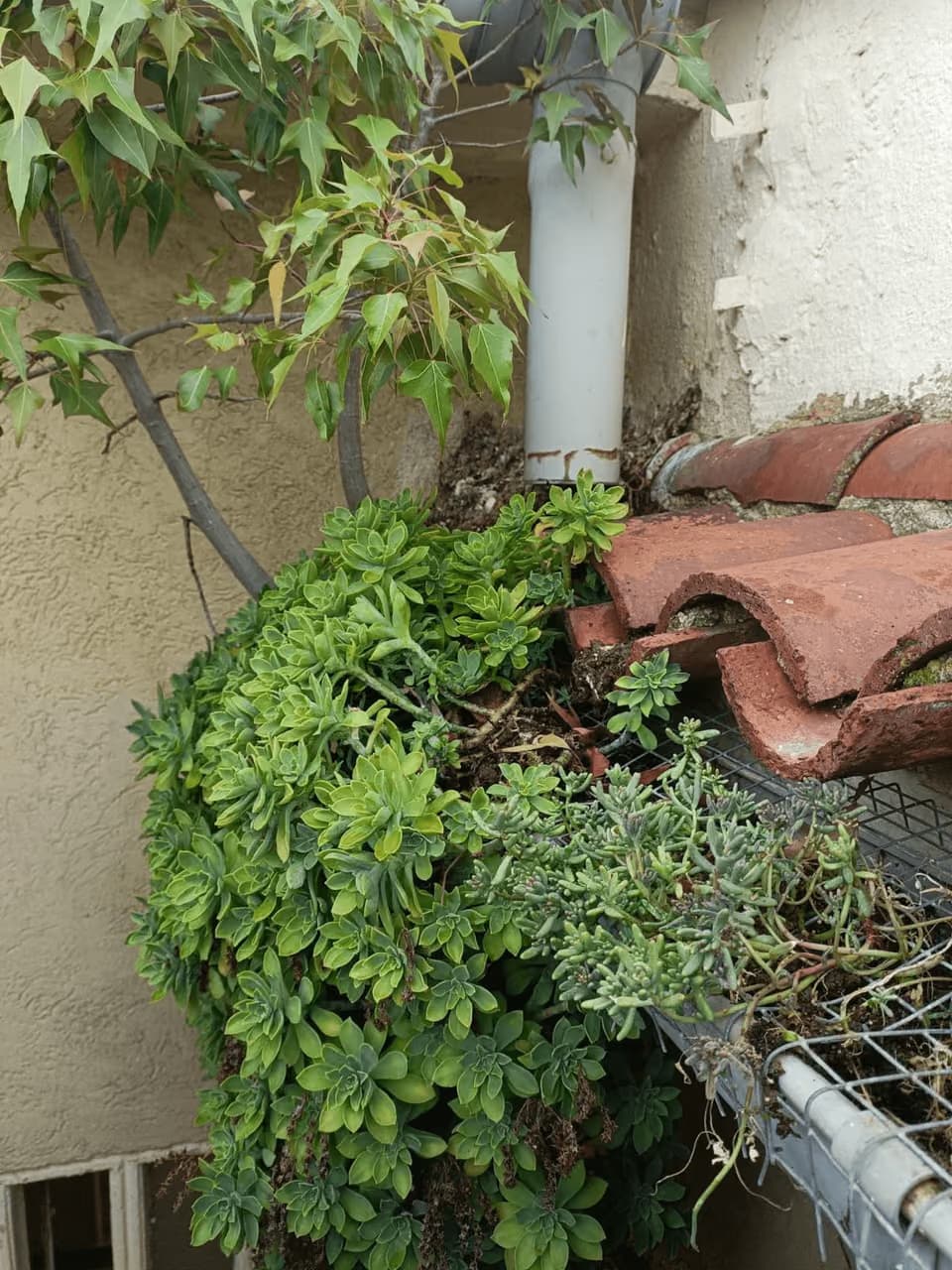 Plantas crecidas dentro del canalón junto a la bajante