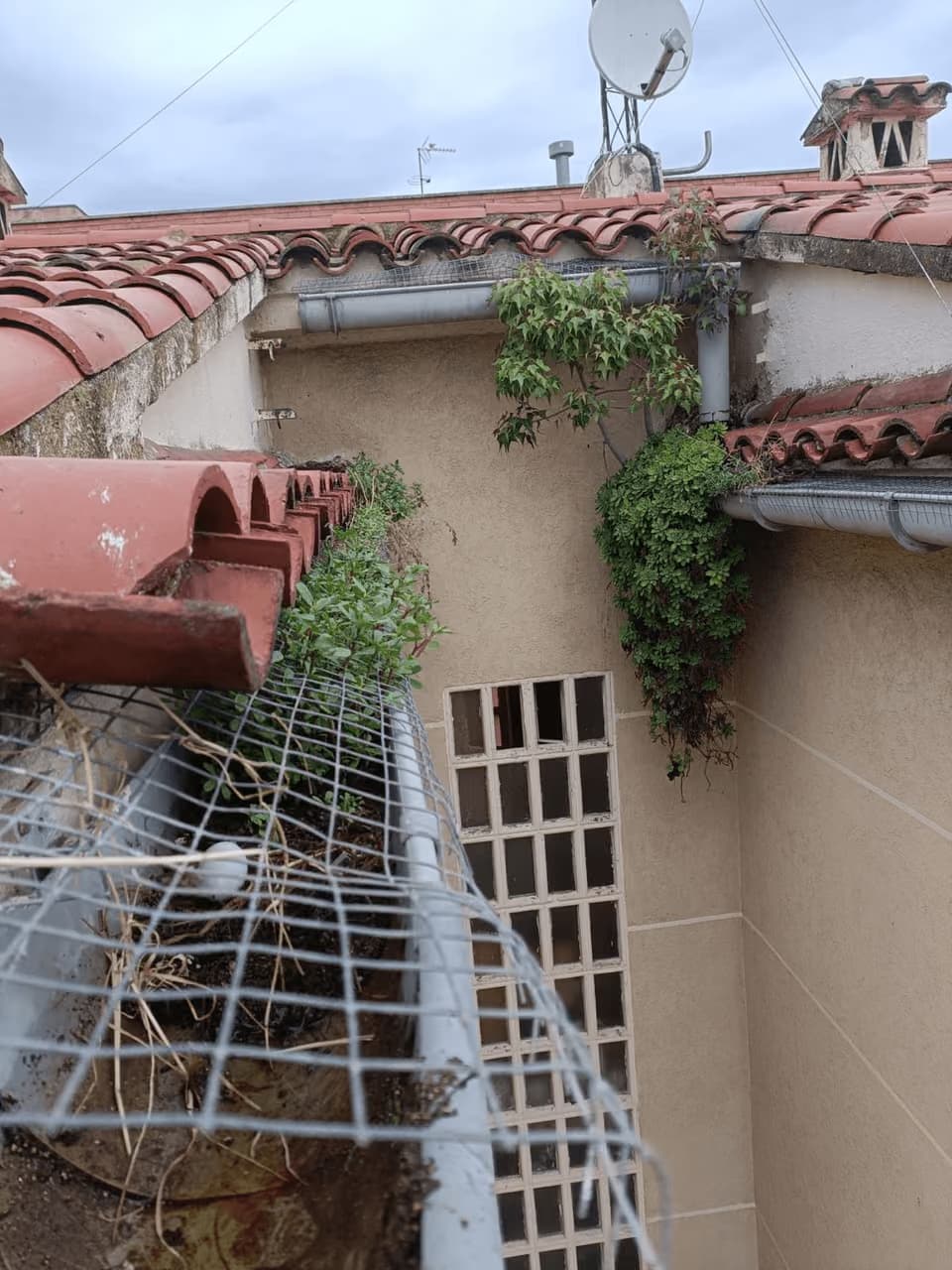 Canalón cubierto de vegetación antes de la limpieza
